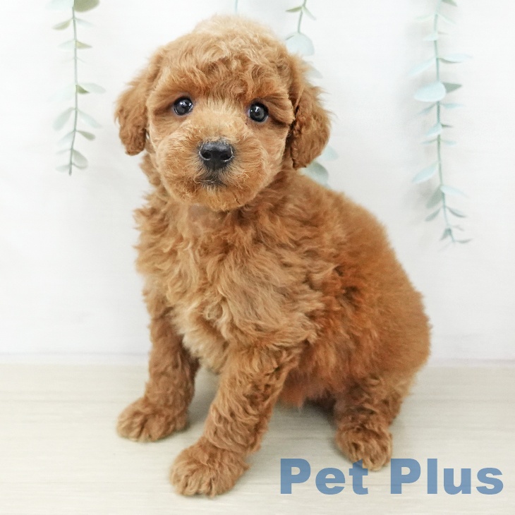 福島県のトイプードル(トイ) (ペットプラス 福島店/2025年10月23日生まれ/男の子/レッド)の子犬の1枚目の画像