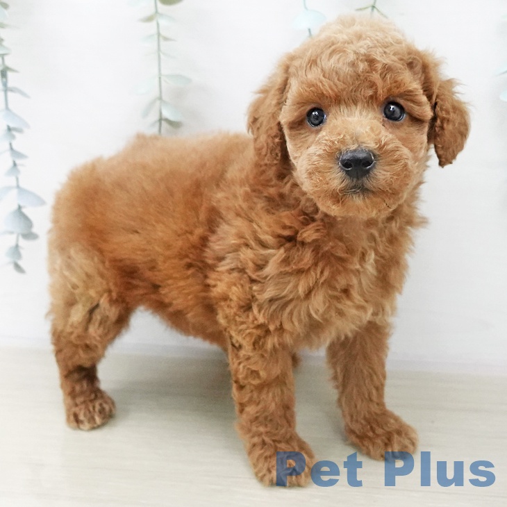 福島県のトイプードル(トイ) (ペットプラス 福島店/2025年10月23日生まれ/男の子/レッド)の子犬の2枚目の画像