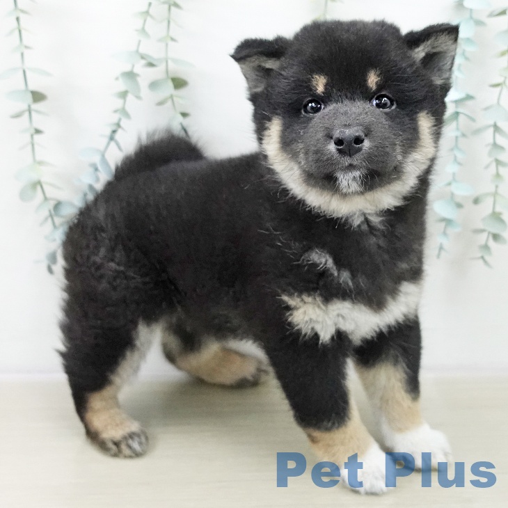 岩手県の柴犬(標準サイズ) (ペットプラス 盛岡南店/2025年10月23日生まれ/男の子/黒)の子犬の1枚目の画像