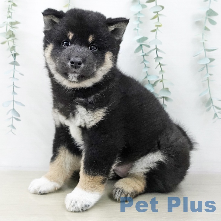 岩手県の柴犬(標準サイズ) (ペットプラス 盛岡南店/2025年10月23日生まれ/男の子/黒)の子犬の2枚目の画像