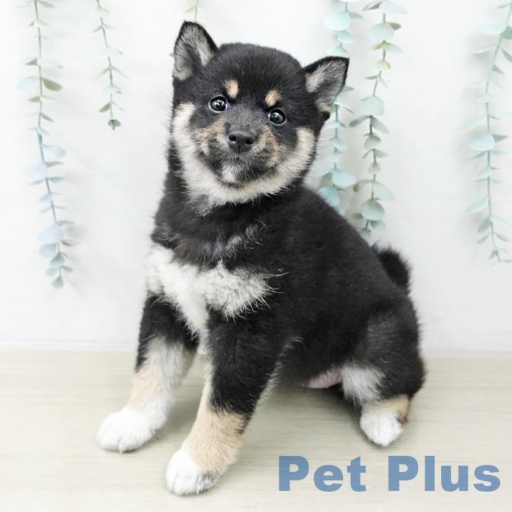 長野県の柴犬(標準サイズ) (ペットプラス 須坂店/2025年10月23日生まれ/女の子/黒)の子犬の1枚目の画像
