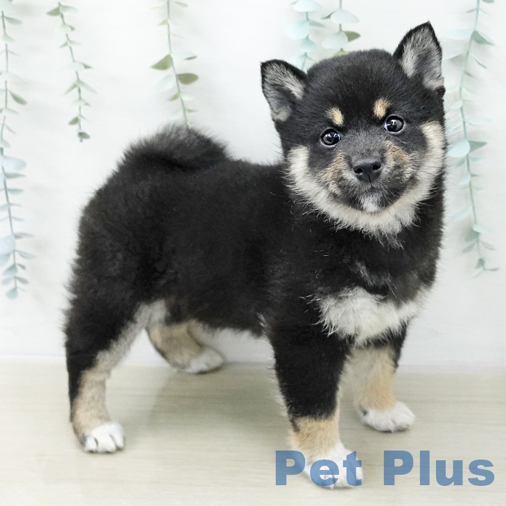 長野県の柴犬(標準サイズ) (ペットプラス 須坂店/2025年10月23日生まれ/女の子/黒)の子犬の2枚目の画像