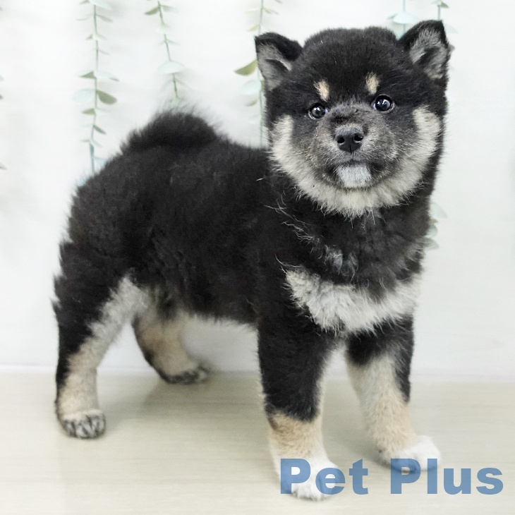 茨城県の柴犬(標準サイズ) (ペッツワン つくば店/2025年10月23日生まれ/女の子/黒)の子犬の1枚目の画像