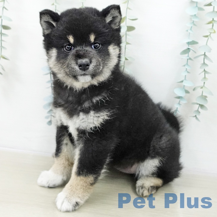 茨城県の柴犬(標準サイズ) (ペッツワン つくば店/2025年10月23日生まれ/女の子/黒)の子犬の2枚目の画像