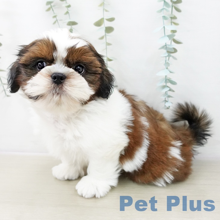 千葉県のシーズー (ペットプラス 柏店/2025年10月23日生まれ/男の子/ゴールドホワイト)の子犬の1枚目の画像