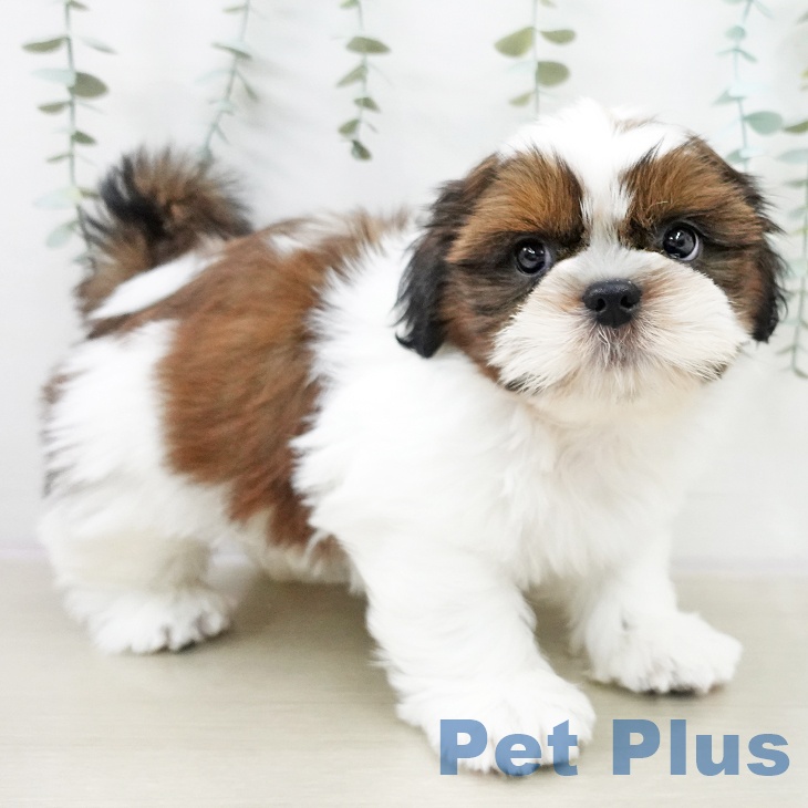 千葉県のシーズー (ペットプラス 柏店/2025年10月23日生まれ/男の子/ゴールドホワイト)の子犬の2枚目の画像