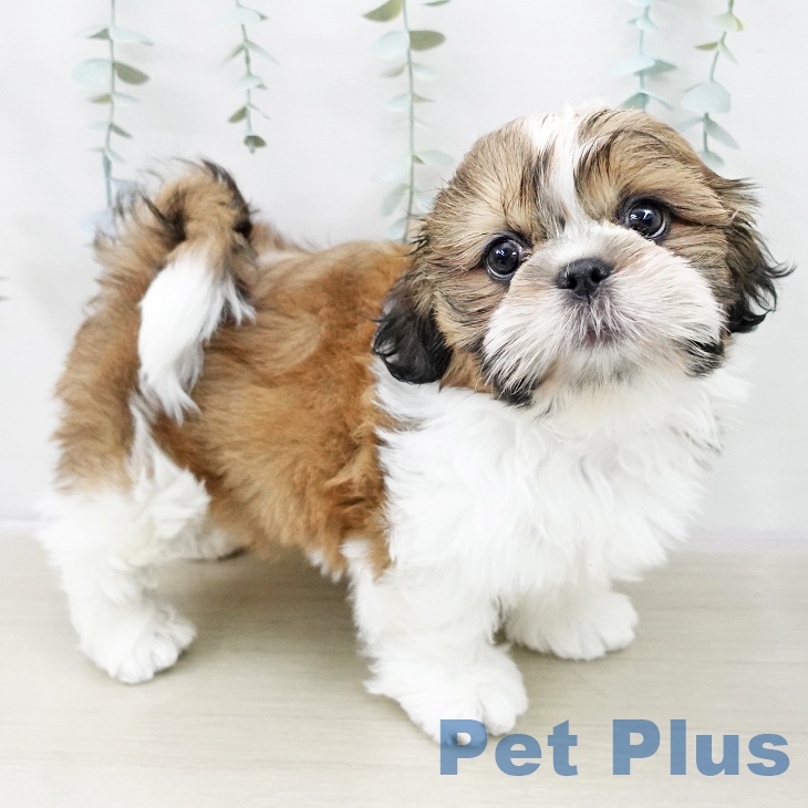 埼玉県のシーズー (ペッツワン 吉川美南店/2025年10月23日生まれ/男の子/ゴールドホワイト)の子犬の1枚目の画像