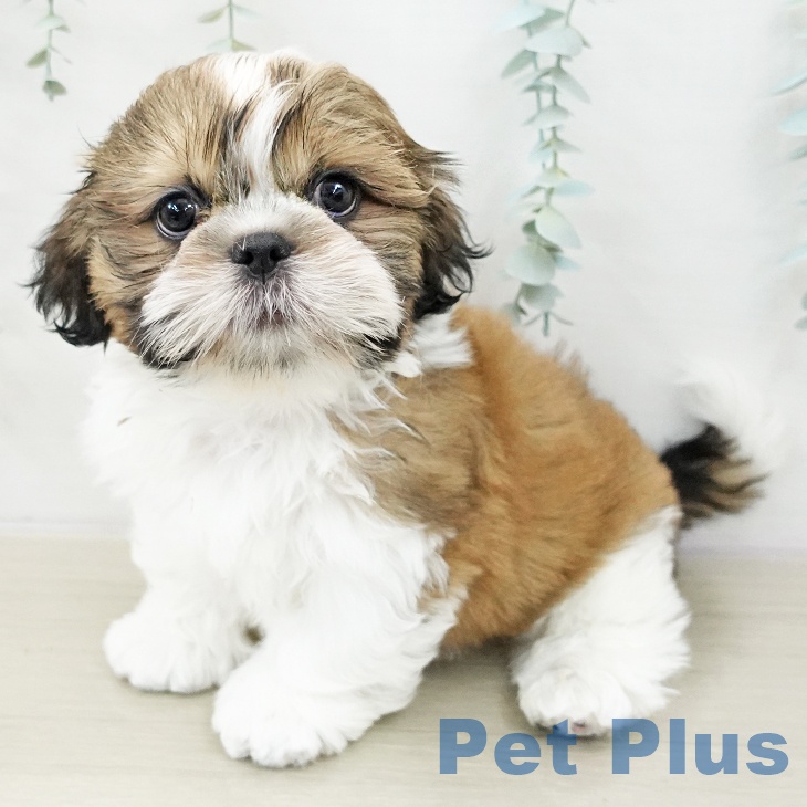 埼玉県のシーズー (ペッツワン 吉川美南店/2025年10月23日生まれ/男の子/ゴールドホワイト)の子犬の2枚目の画像