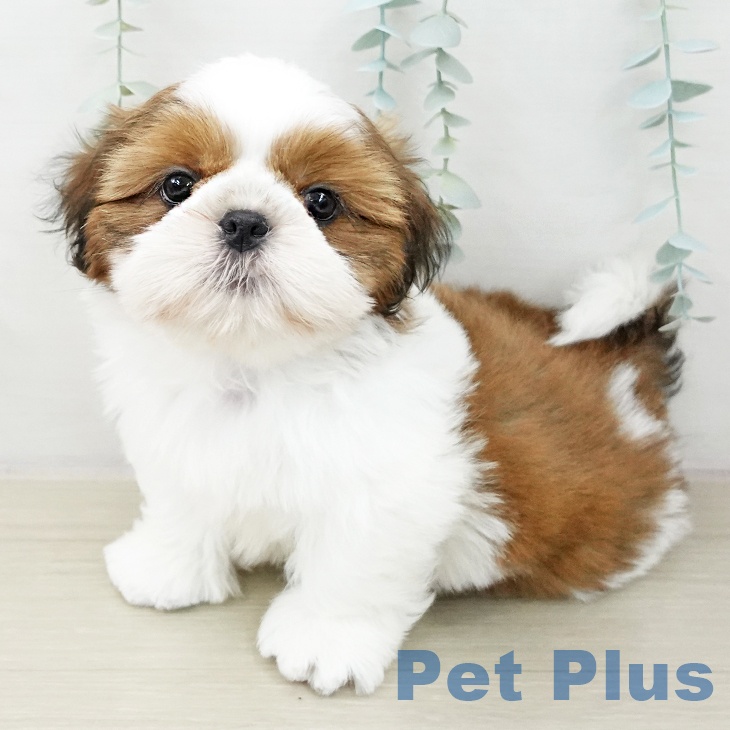 埼玉県のシーズー (ペットプラス 川口店/2025年10月23日生まれ/男の子/ゴールドホワイト)の子犬の1枚目の画像