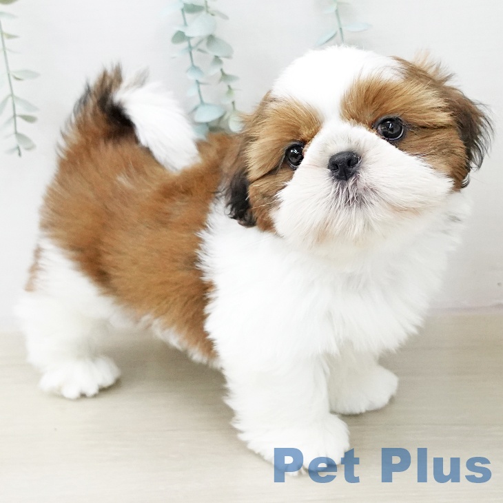 埼玉県のシーズー (ペットプラス 川口店/2025年10月23日生まれ/男の子/ゴールドホワイト)の子犬の2枚目の画像
