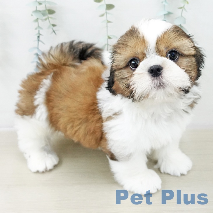 千葉県のシーズー (ペットプラス 八千代緑が丘店/2025年10月23日生まれ/男の子/ゴールドホワイト)の子犬の1枚目の画像