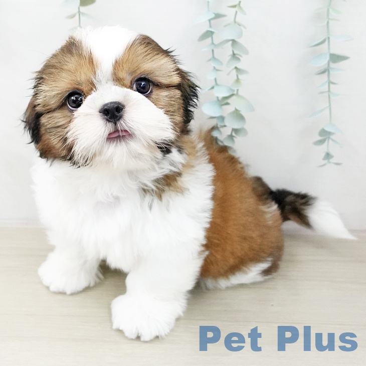 千葉県のシーズー (ペットプラス 八千代緑が丘店/2025年10月23日生まれ/男の子/ゴールドホワイト)の子犬の2枚目の画像