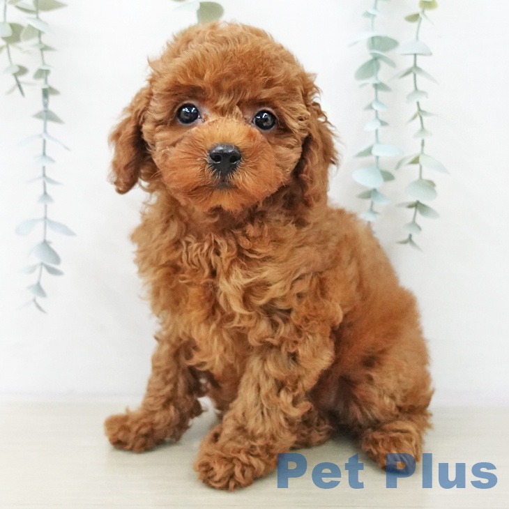 トイ・プードル