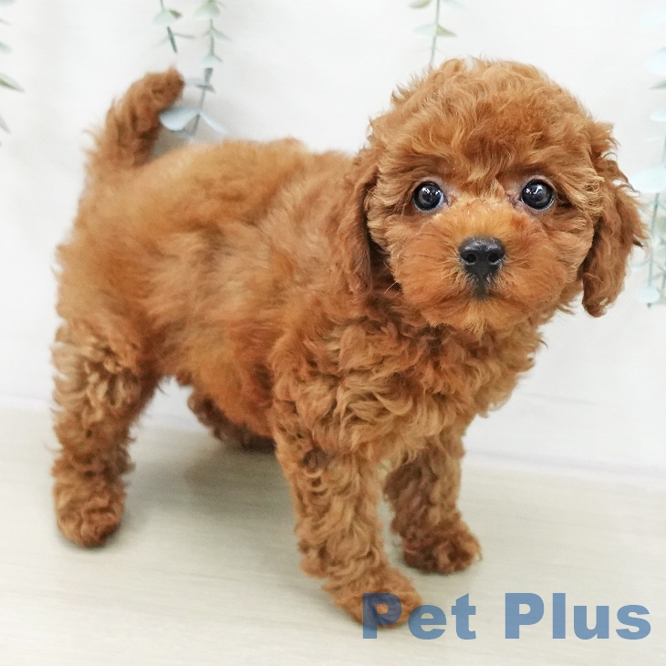 トイ・プードルの写真2