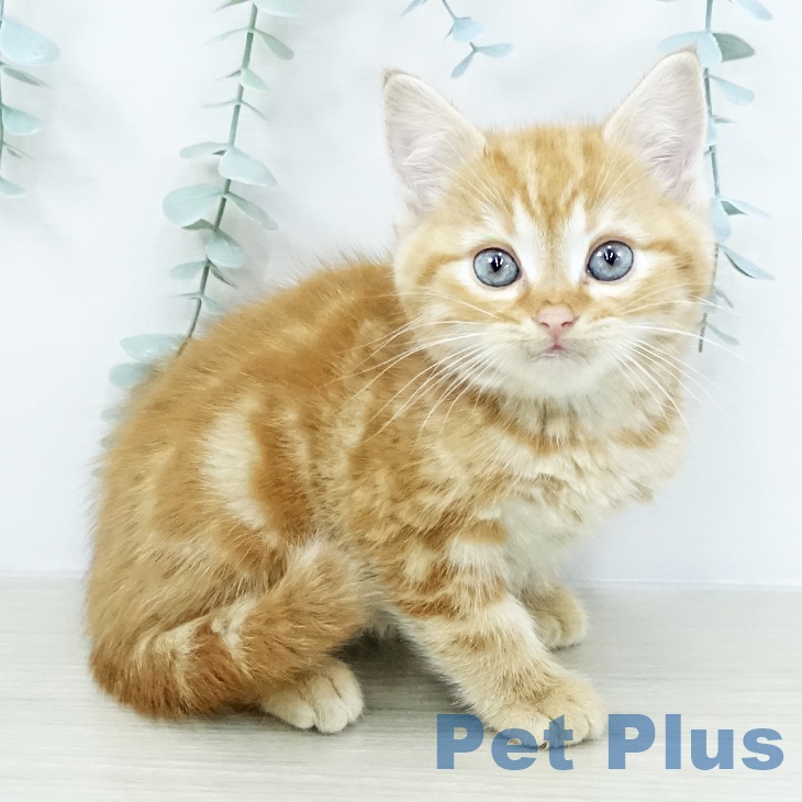 埼玉県のアメリカンショートヘアー (ペットプラス イオンモール春日部店/2025年10月19日生まれ/男の子/レッドタビー)の子猫の1枚目の画像