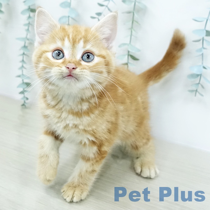 埼玉県のアメリカンショートヘアー (ペットプラス イオンモール春日部店/2025年10月19日生まれ/男の子/レッドタビー)の子猫の2枚目の画像