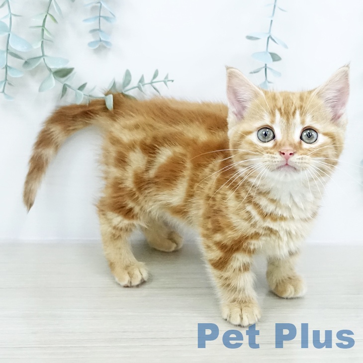 埼玉県のマンチカン (ペットプラス ららぽーと新三郷店/2025年10月20日生まれ/女の子/レッドタビー)の子猫の1枚目の画像