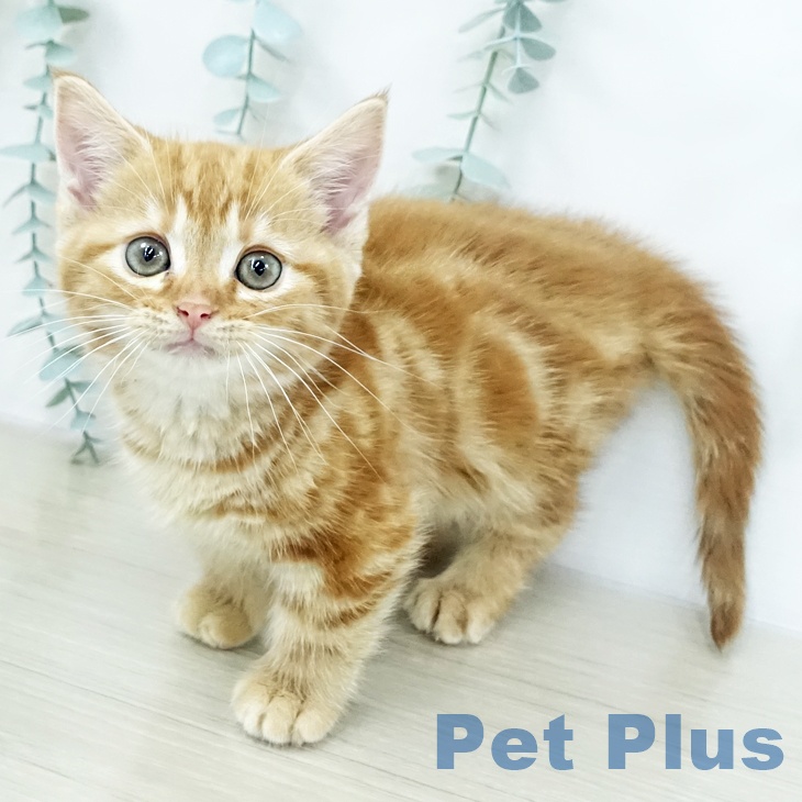 埼玉県のマンチカン (ペットプラス ららぽーと新三郷店/2025年10月20日生まれ/女の子/レッドタビー)の子猫の2枚目の画像