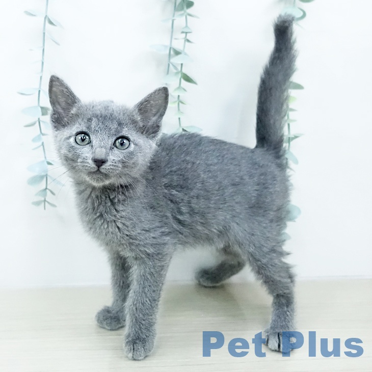埼玉県のロシアンブルー (ペットプラス 羽生店/2025年10月23日生まれ/男の子/ブルー)の子猫の1枚目の画像