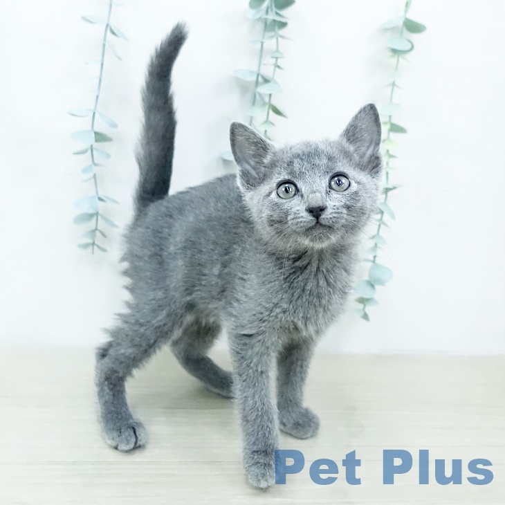 埼玉県のロシアンブルー (ペットプラス 羽生店/2025年10月23日生まれ/男の子/ブルー)の子猫の2枚目の画像