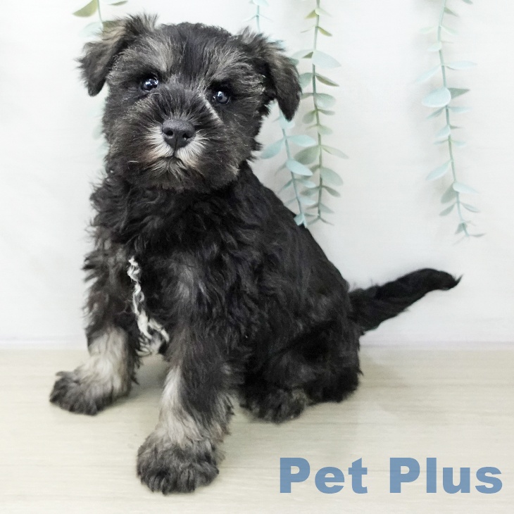 神奈川県のミニチュアシュナウザー (ペットプラス アミーゴ藤沢店/2025年10月21日生まれ/男の子/ソルトペッパー)の子犬の1枚目の画像