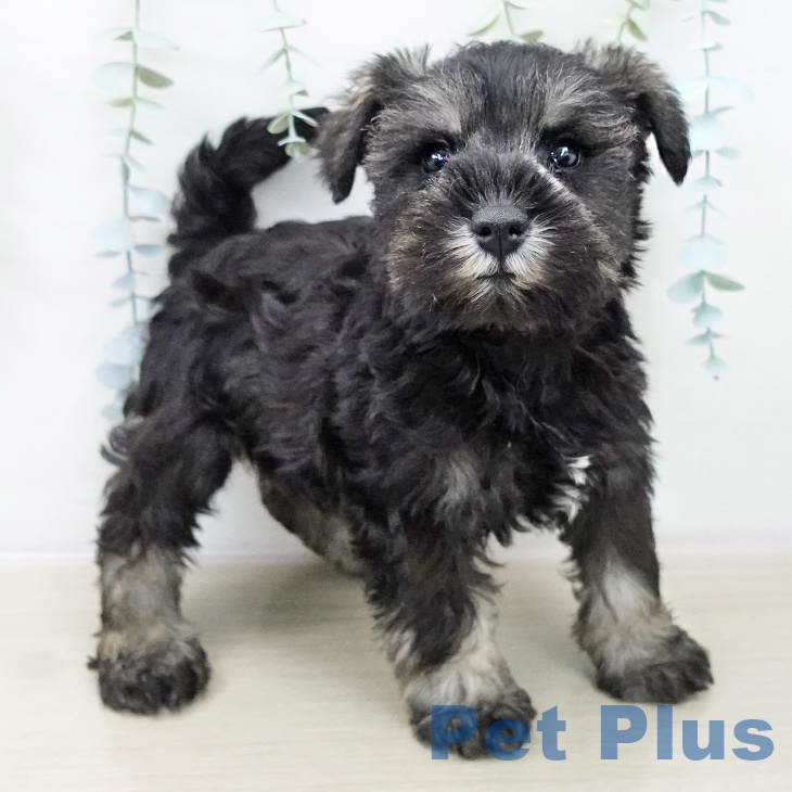 神奈川県のミニチュアシュナウザー (ペットプラス アミーゴ藤沢店/2025年10月21日生まれ/男の子/ソルトペッパー)の子犬の2枚目の画像