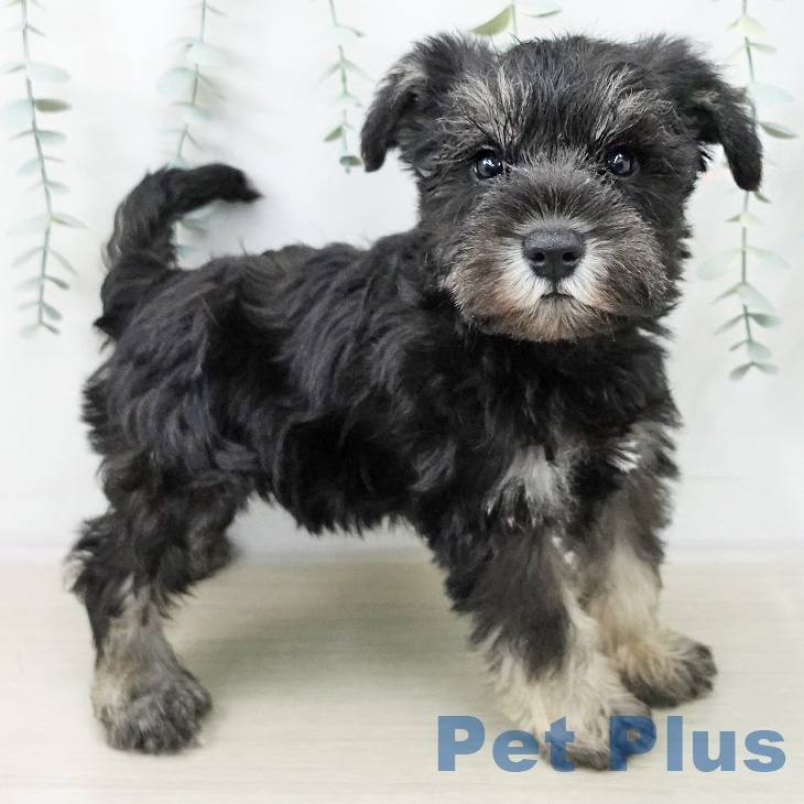 埼玉県のミニチュアシュナウザー (ペッツワン 吉川美南店/2025年10月21日生まれ/男の子/ブラックシルバー)の子犬の1枚目の画像