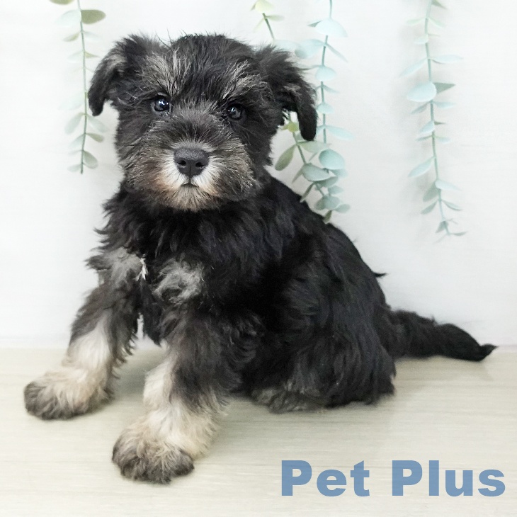 埼玉県のミニチュアシュナウザー (ペッツワン 吉川美南店/2025年10月21日生まれ/男の子/ブラックシルバー)の子犬の2枚目の画像