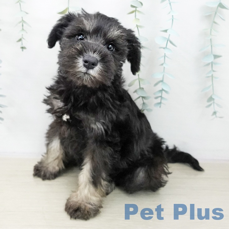 宮城県のミニチュアシュナウザー (ペットプラス 仙台泉大沢店/2025年10月21日生まれ/女の子/ブラックシルバー)の子犬の1枚目の画像