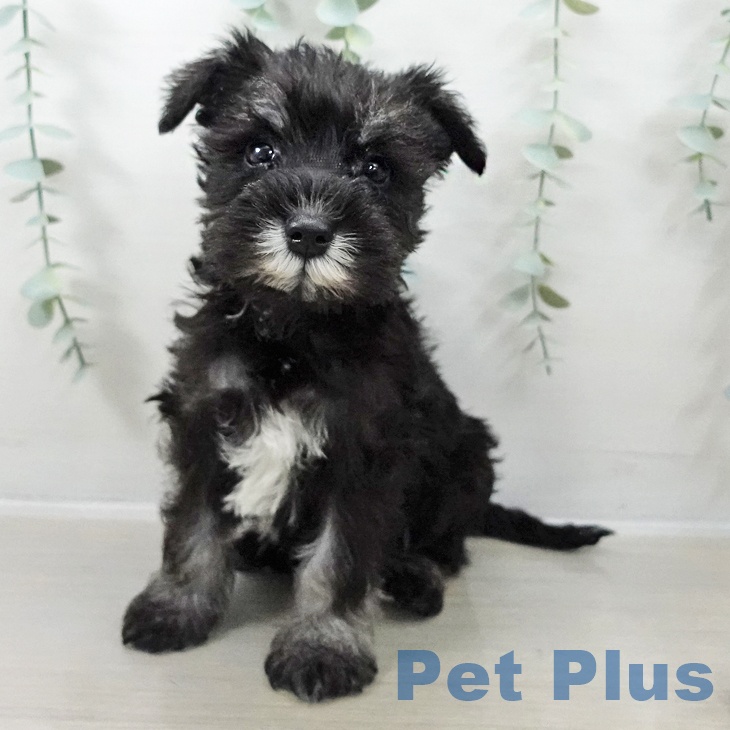 福島県のミニチュアシュナウザー (ペットプラス イオンタウン郡山店/2025年10月18日生まれ/男の子/ブラックシルバー)の子犬の1枚目の画像