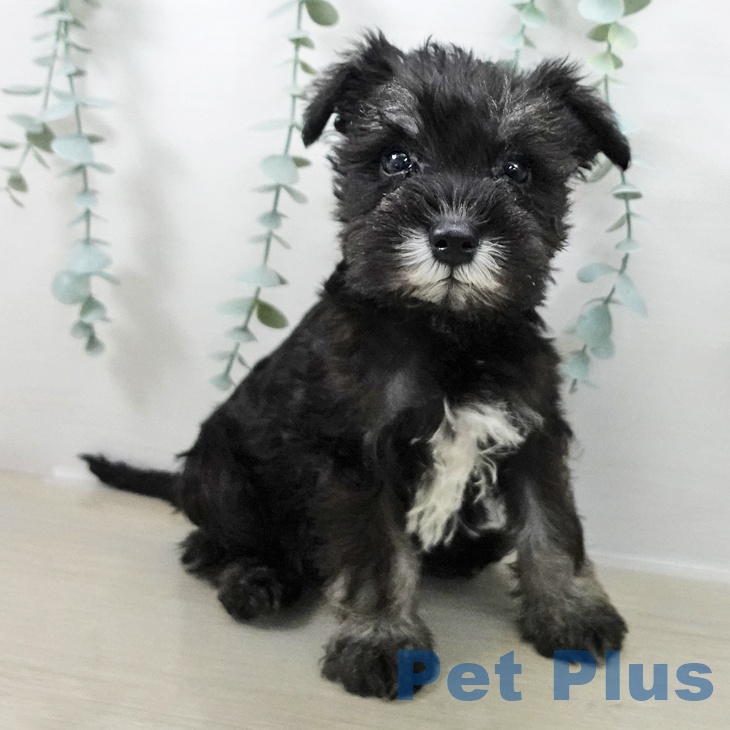 福島県のミニチュアシュナウザー (ペットプラス イオンタウン郡山店/2025年10月18日生まれ/男の子/ブラックシルバー)の子犬の2枚目の画像