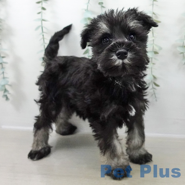 東京都のミニチュアシュナウザー (ペッツワン 南砂町SUNAMO店/2025年10月18日生まれ/男の子/ブラックシルバー)の子犬の1枚目の画像