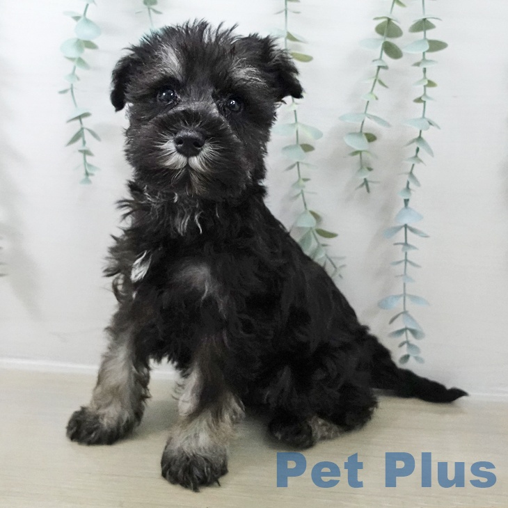 東京都のミニチュアシュナウザー (ペッツワン 南砂町SUNAMO店/2025年10月18日生まれ/男の子/ブラックシルバー)の子犬の2枚目の画像