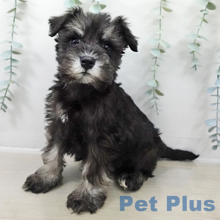 神奈川県のミニチュアシュナウザー (ペットプラス テラスモール湘南店/2025年10月18日生まれ/男の子/ブラックシルバー)の子犬の1枚目の画像