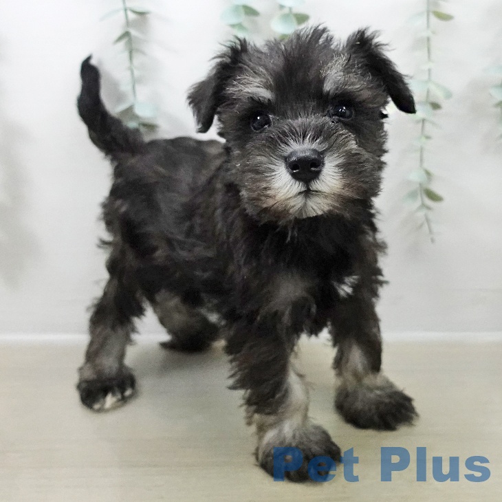 神奈川県のミニチュアシュナウザー (ペットプラス テラスモール湘南店/2025年10月18日生まれ/男の子/ブラックシルバー)の子犬の2枚目の画像