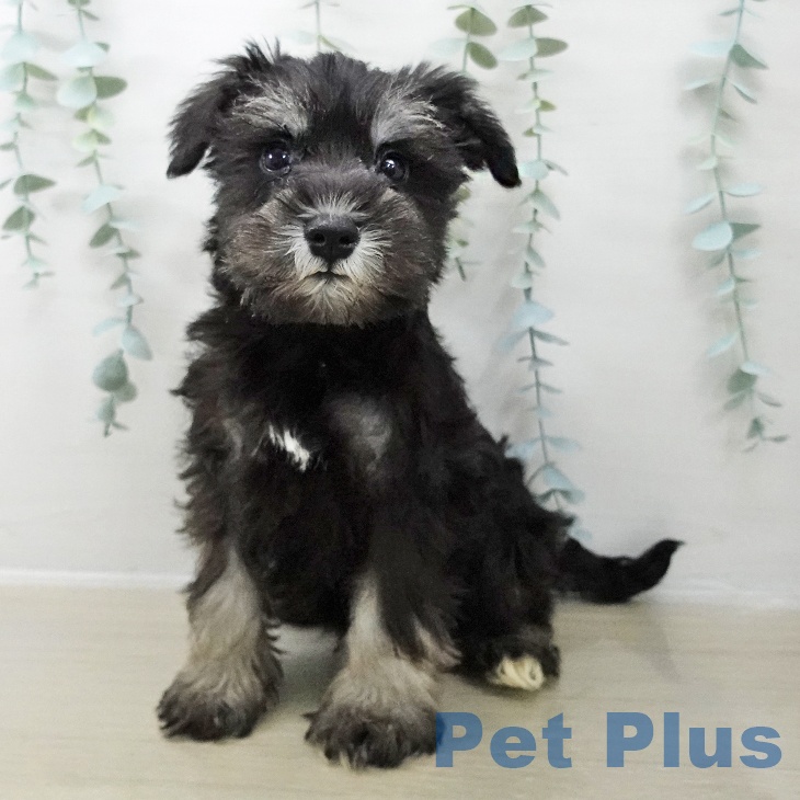 東京都のミニチュアシュナウザー (ペットプラス 日の出店/2025年10月18日生まれ/男の子/ブラックシルバー)の子犬の1枚目の画像
