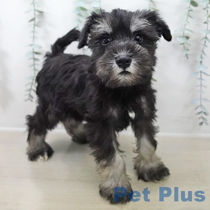 東京都のミニチュアシュナウザー (ペットプラス 日の出店/2025年10月18日生まれ/男の子/ブラックシルバー)の子犬の2枚目の画像