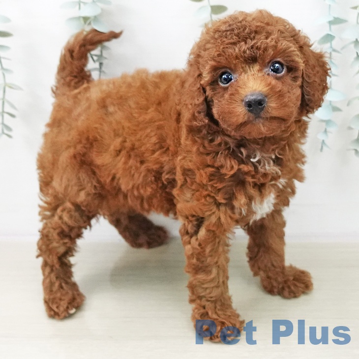 茨城県のトイプードル(トイ) (ペッツワン 阿見店/2025年10月23日生まれ/男の子/レッド)の子犬の1枚目の画像