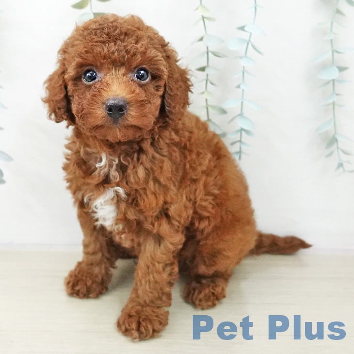 茨城県のトイプードル(トイ) (ペッツワン 阿見店/2025年10月23日生まれ/男の子/レッド)の子犬の2枚目の画像