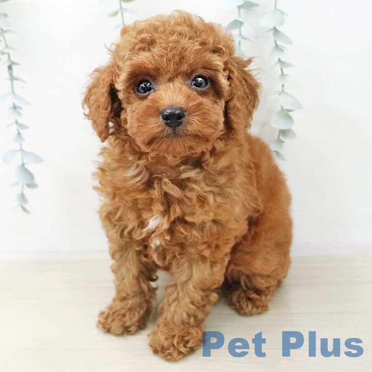 神奈川県のトイプードル(トイ) (ペットプラス 新百合丘店/2025年10月23日生まれ/男の子/レッド)の子犬の1枚目の画像