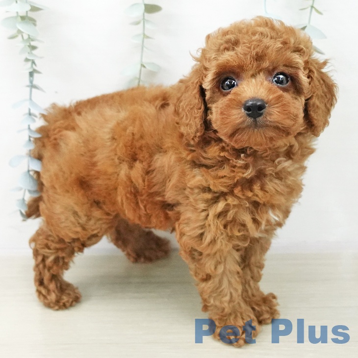 神奈川県のトイプードル(トイ) (ペットプラス 新百合丘店/2025年10月23日生まれ/男の子/レッド)の子犬の2枚目の画像