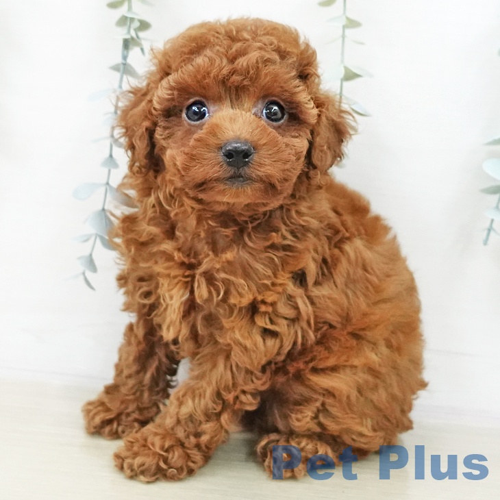 東京都のトイプードル(トイ) (ペットプラス 日の出店/2025年10月23日生まれ/女の子/レッド)の子犬の1枚目の画像