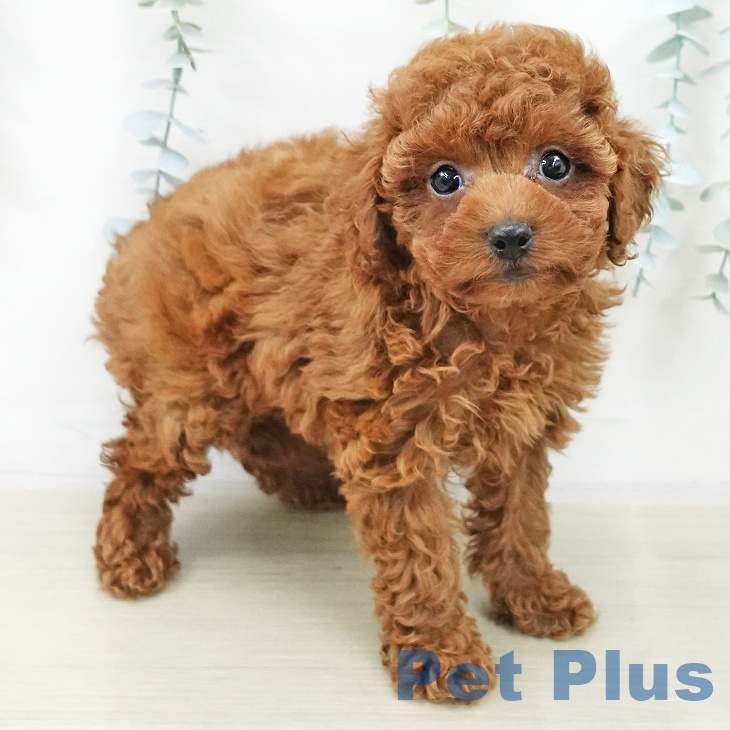 東京都のトイプードル(トイ) (ペットプラス 日の出店/2025年10月23日生まれ/女の子/レッド)の子犬の2枚目の画像
