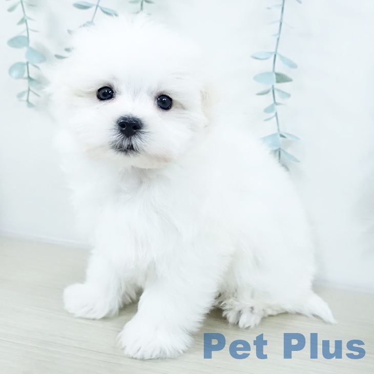 埼玉県のマルチーズ (ペッツワン 新座店/2025年10月16日生まれ/男の子/ホワイト)の子犬の1枚目の画像