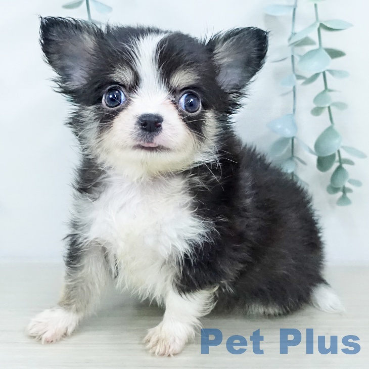 埼玉県のチワワ(ロング) (ペットプラス コクーンシティ店/2025年10月20日生まれ/男の子/ブラックタンホワイト)の子犬