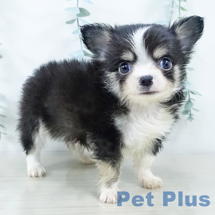 埼玉県のチワワ(ロング) (ペットプラス コクーンシティ店/2025年10月20日生まれ/男の子/ブラックタンホワイト)の子犬の2枚目の画像