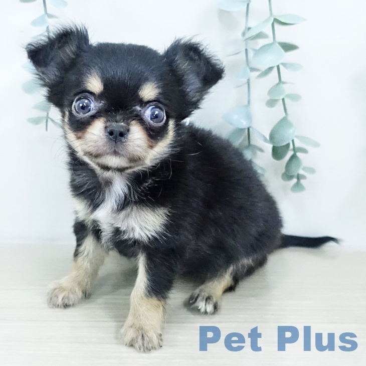 神奈川県のチワワ(ロング) (ペットプラス 座間店/2025年10月20日生まれ/女の子/ブラックタンホワイト)の子犬の1枚目の画像
