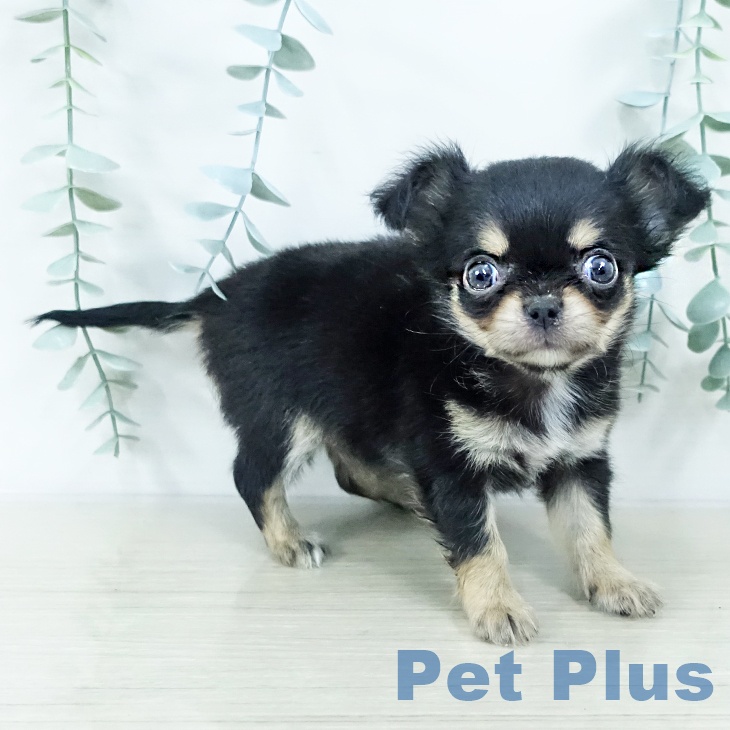 神奈川県のチワワ(ロング) (ペットプラス 座間店/2025年10月20日生まれ/女の子/ブラックタンホワイト)の子犬の2枚目の画像