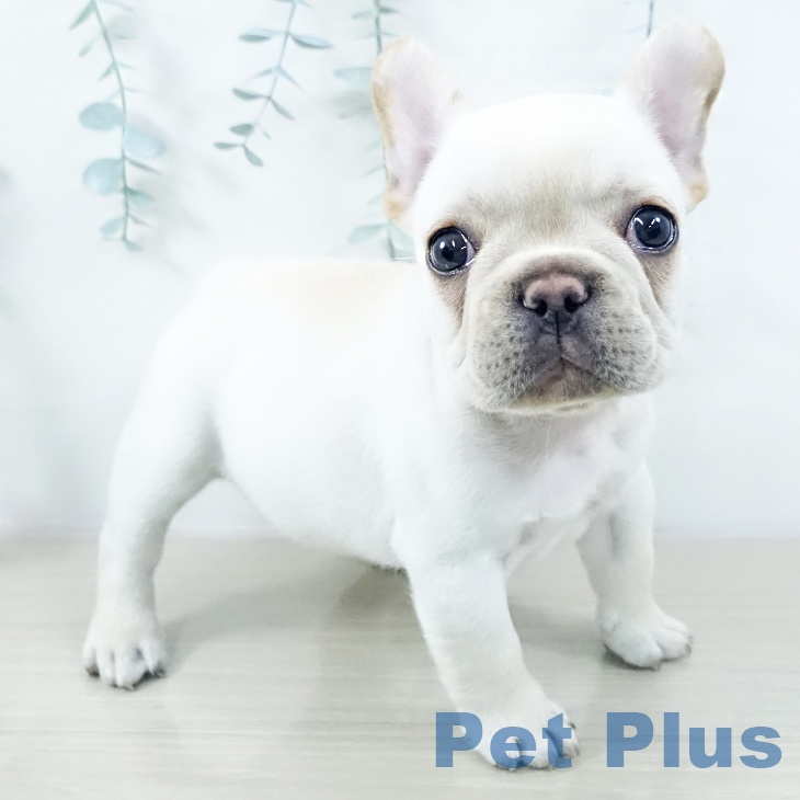 茨城県のフレンチブルドッグ (ペットプラス つくば店/2025年10月14日生まれ/男の子/クリーム)の子犬の1枚目の画像