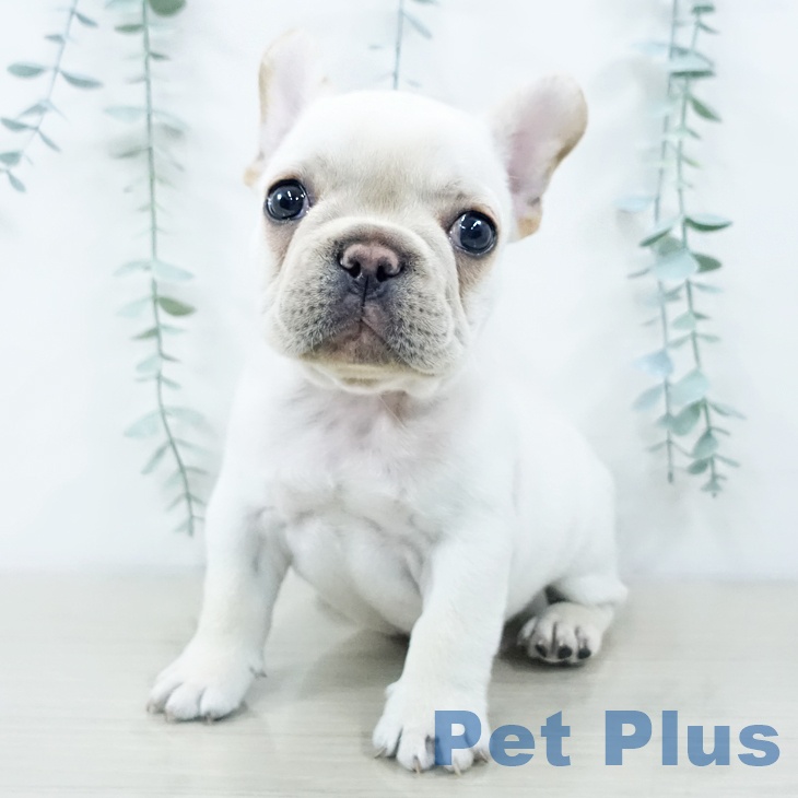 茨城県のフレンチブルドッグ (ペットプラス つくば店/2025年10月14日生まれ/男の子/クリーム)の子犬の2枚目の画像